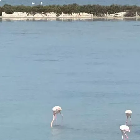 Flamingo - Poetto Vakantiehuis Cagliari